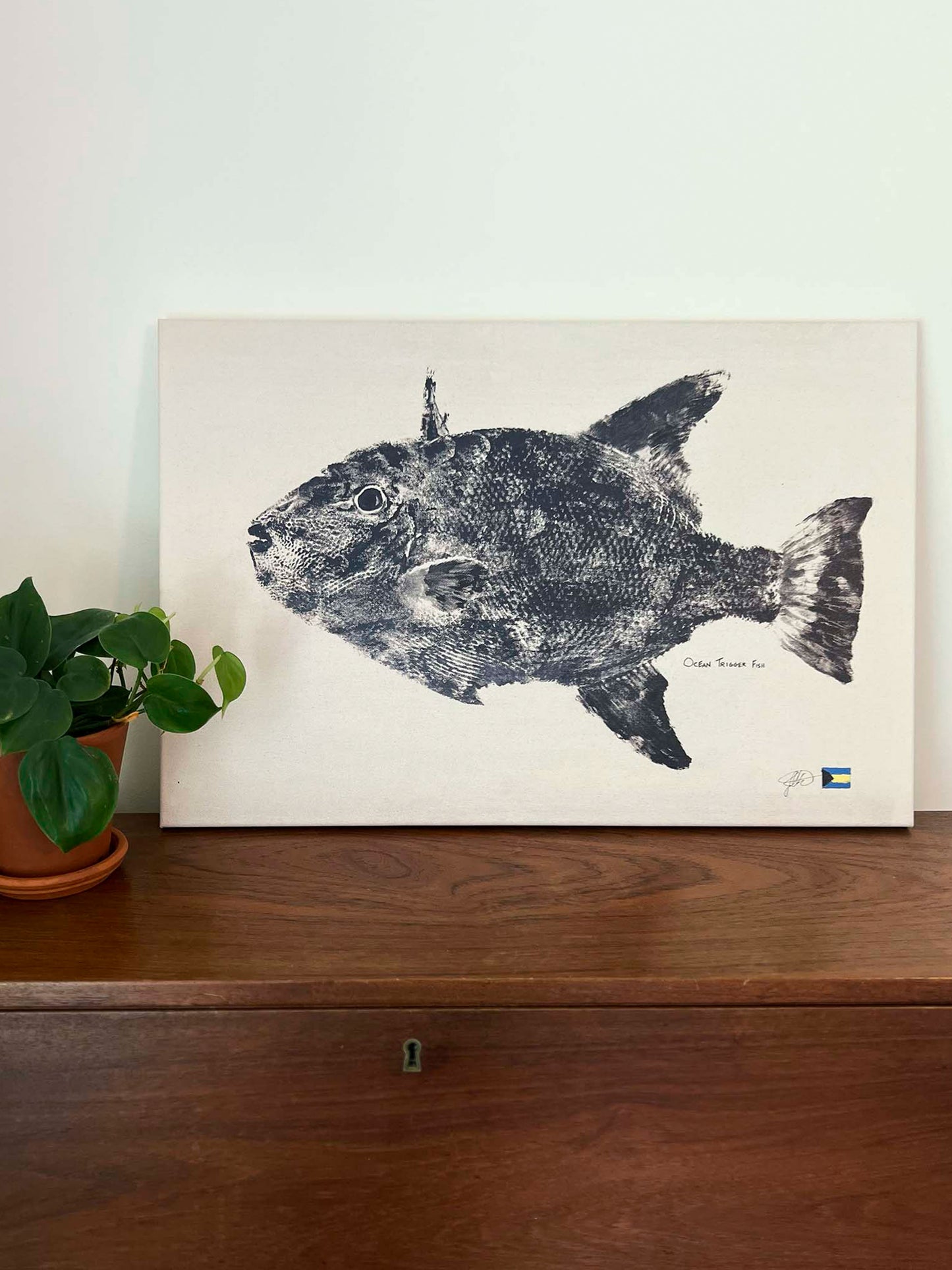 Ocean Triggerfish (reprint)